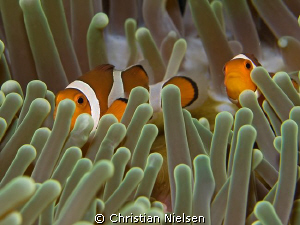 I like the colours of this Anemone with its resident Anem... by Christian Nielsen 
